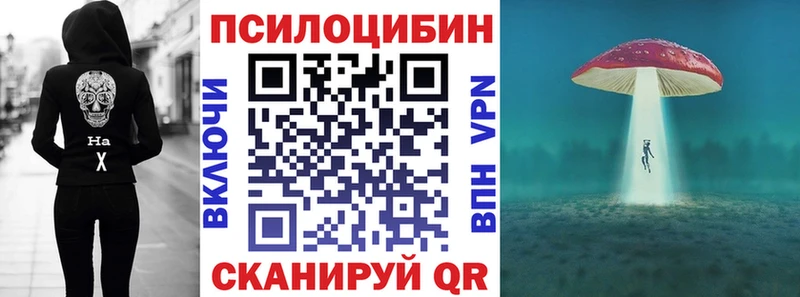 где найти   Зеленоградск  Галлюциногенные грибы Cubensis 